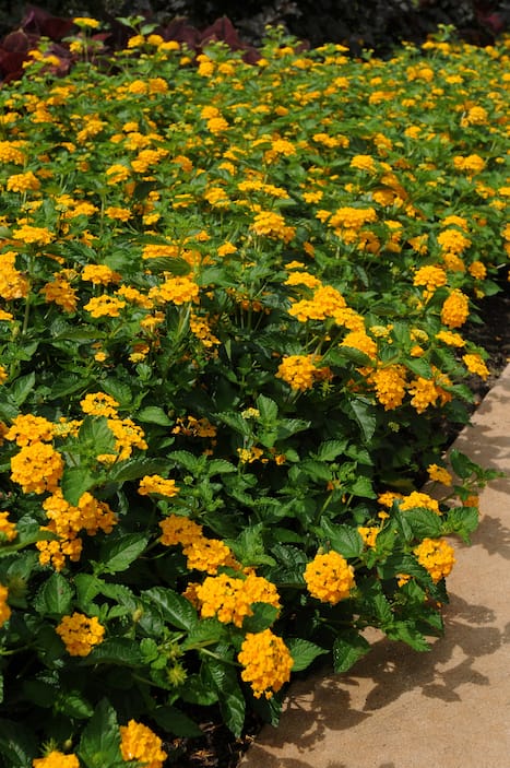 Lantana