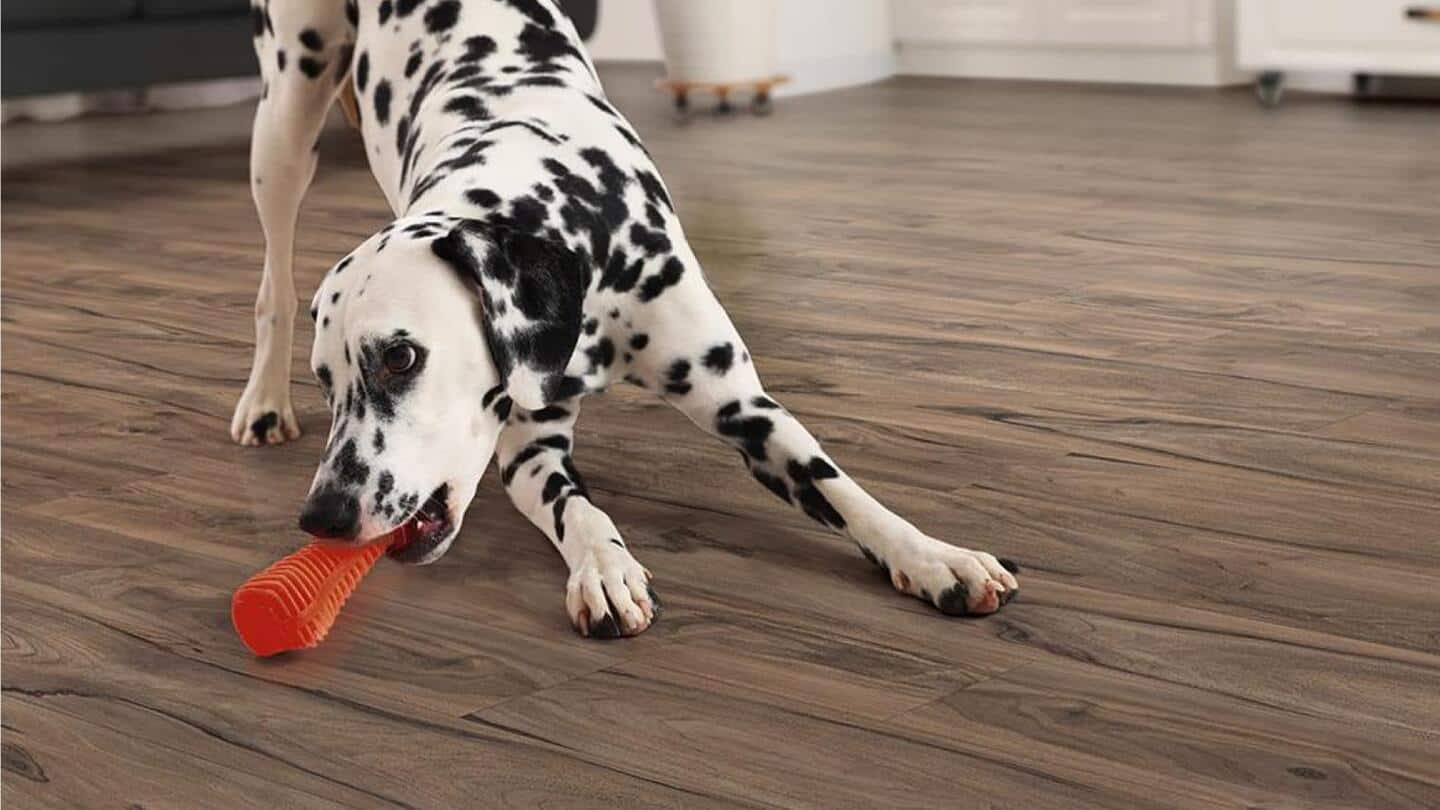 Dog kennel shop flooring home depot