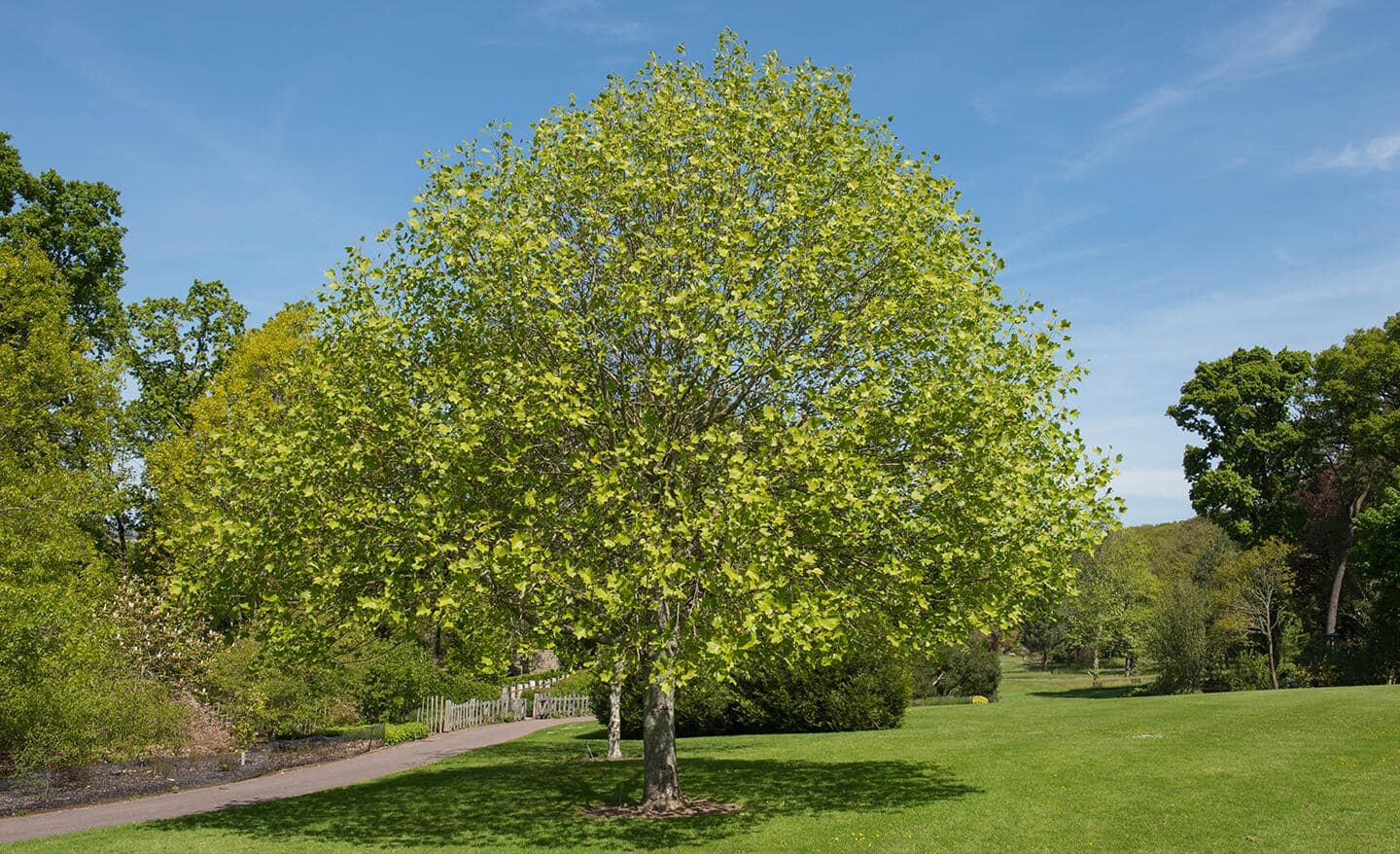 A large poplar tree in a yard