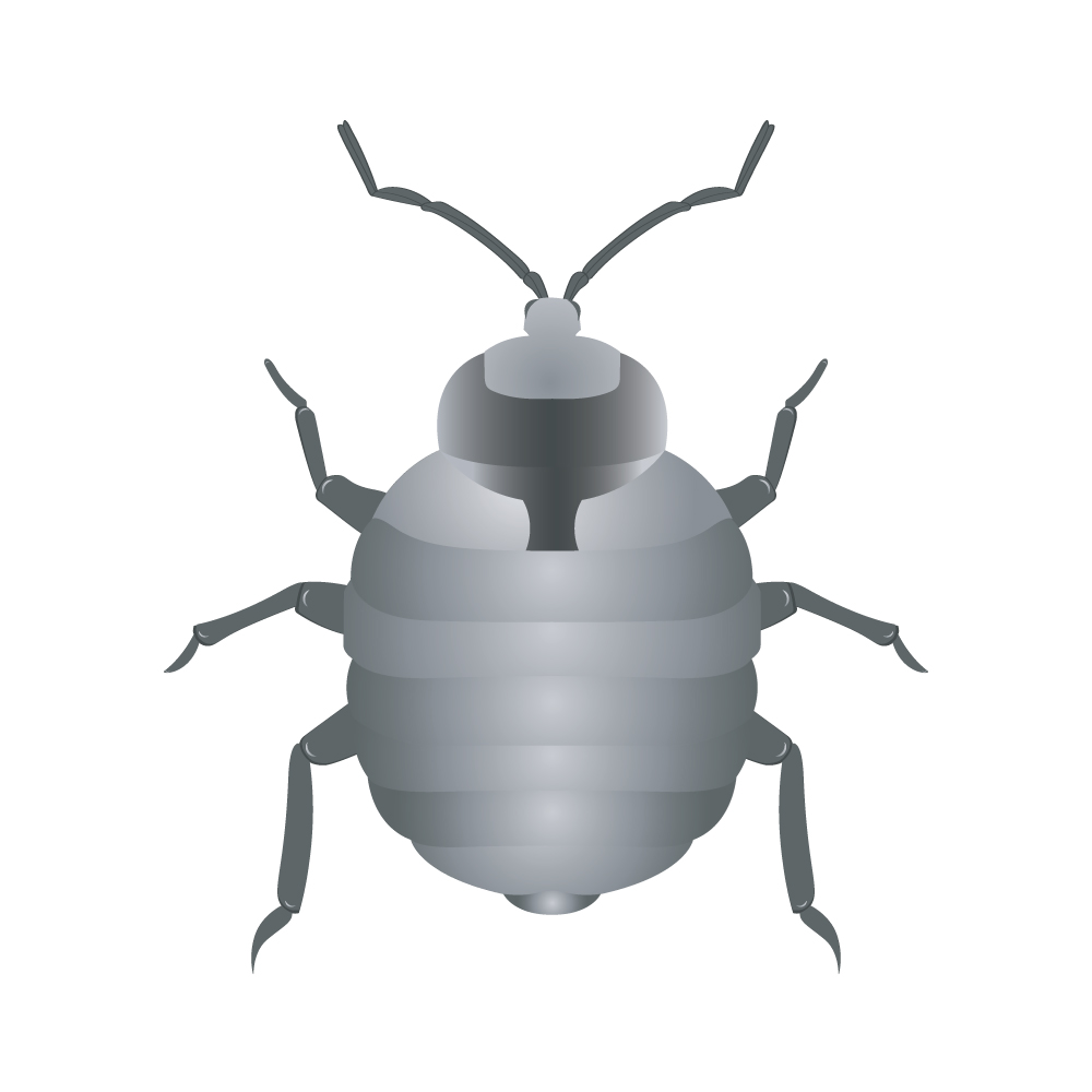 pest control Dubai