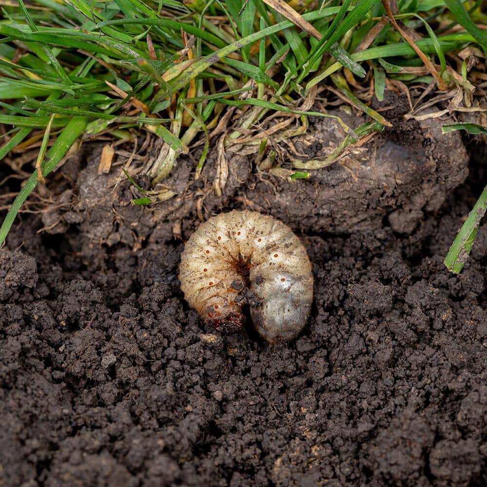 Grub in soil surrounded by lawn