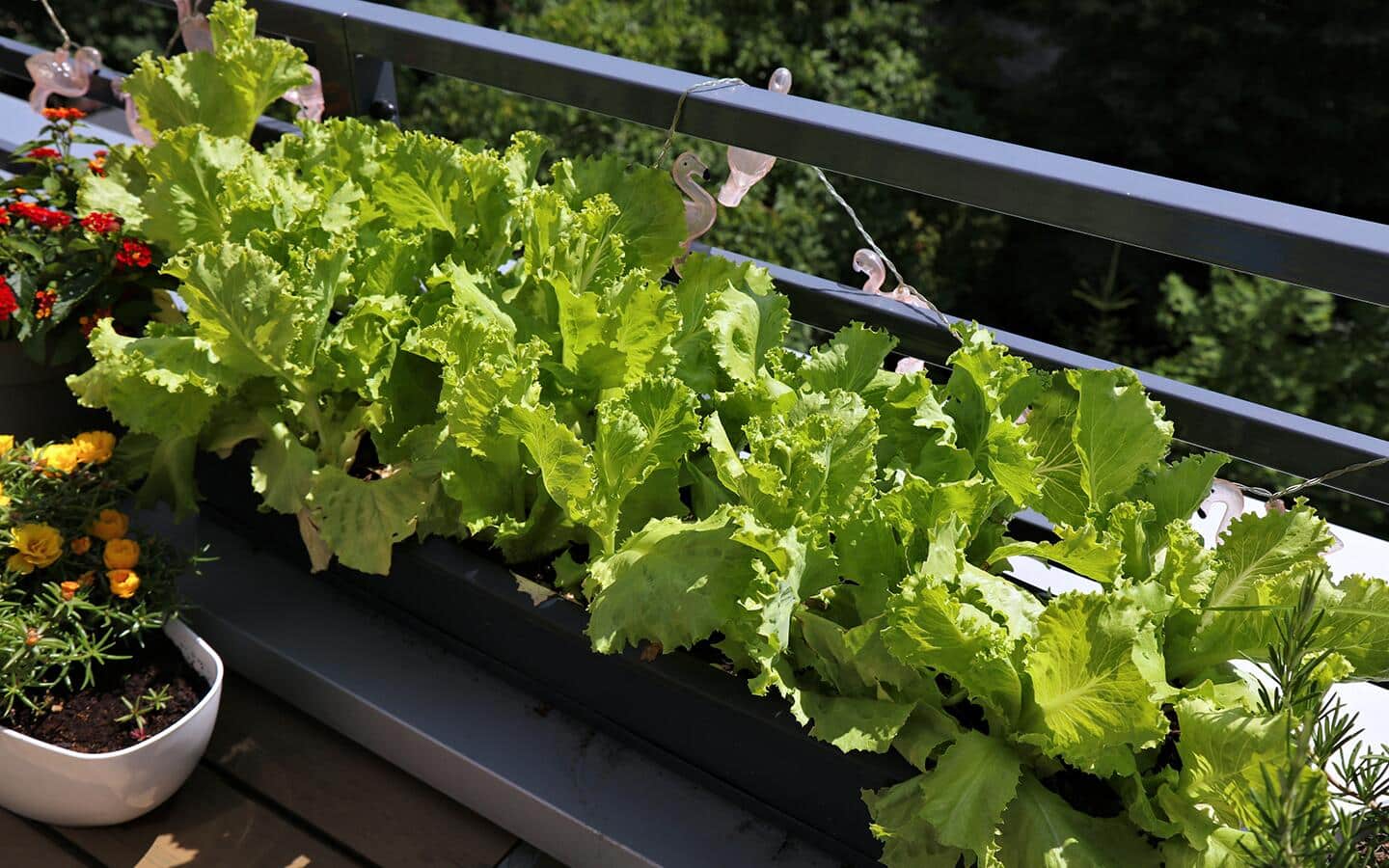 A row of lettuce leaves in a small space patio garden A row of lettuce leaves in a small space patio garden
