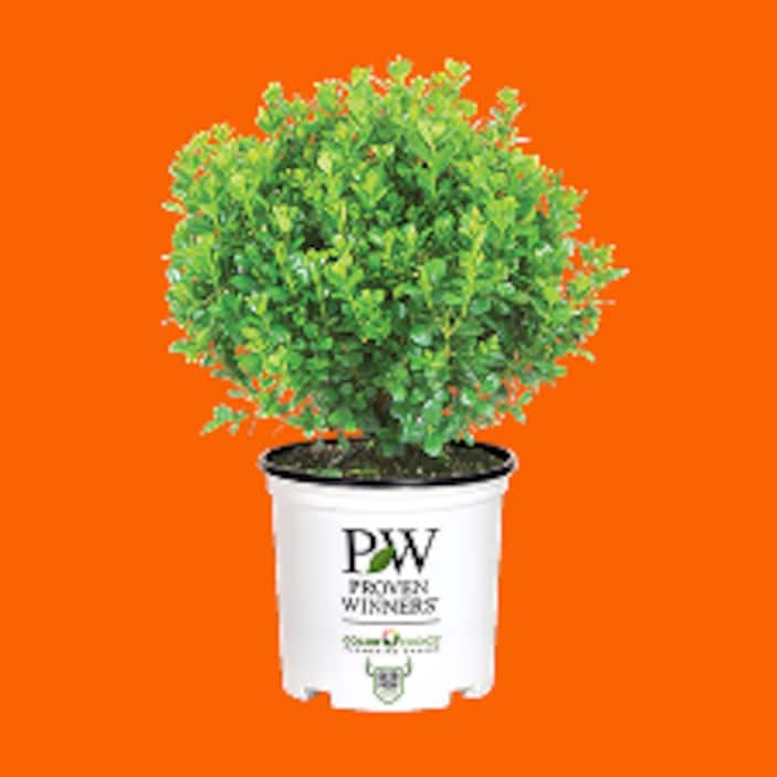 Non-Flowering Bushes