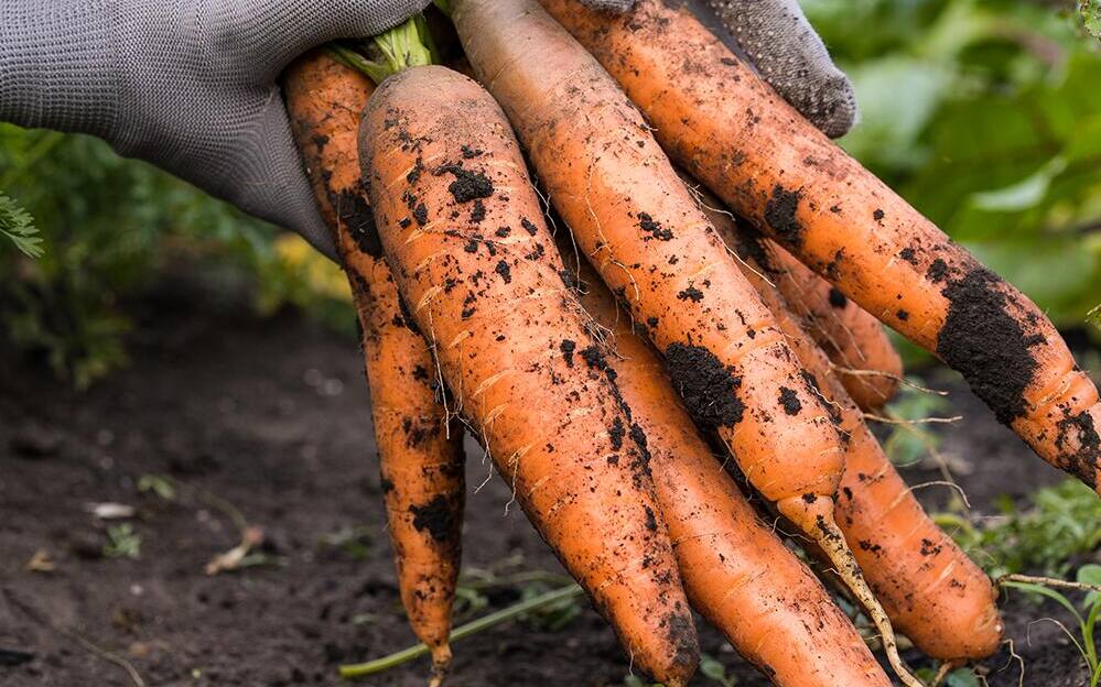How To Grow Carrots