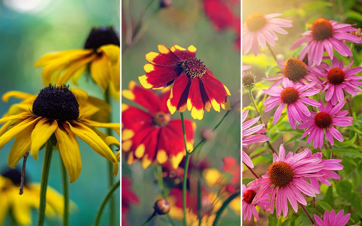 Rudbeckia, coreopsis and pink echinacea (coneflower). Rudbeckia, coreopsis and pink echinacea (coneflower).