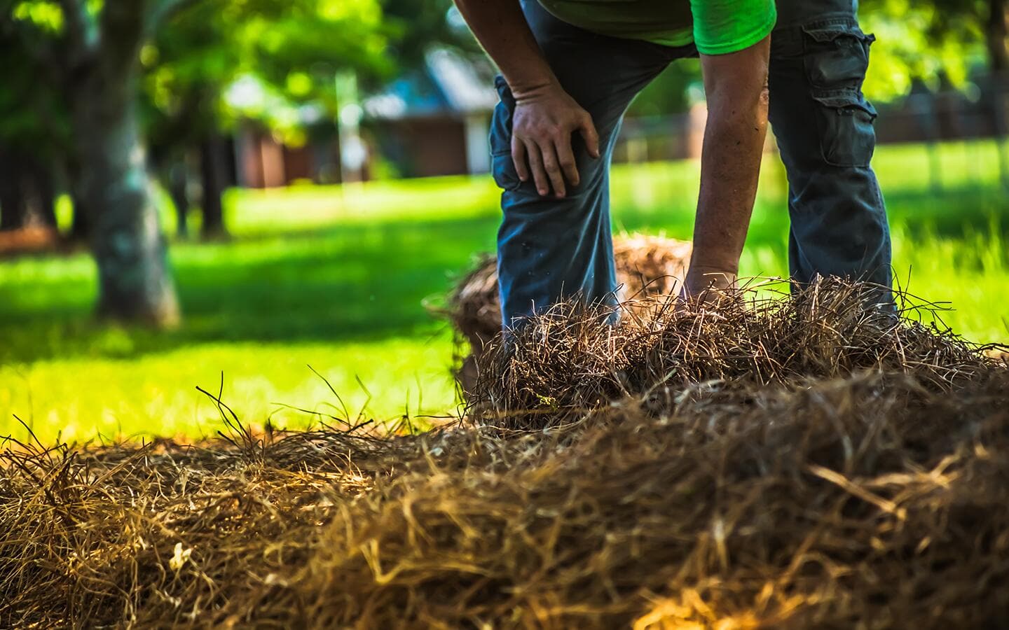 Gardener adds straw to a garden bed Gardener adds straw to a garden bed