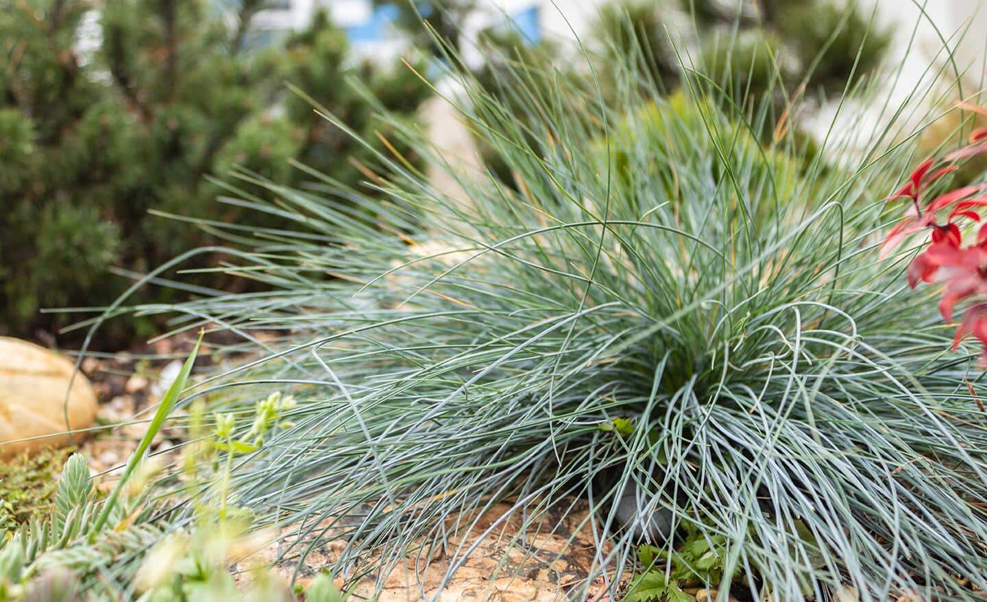 Ornamental grass in a garden Ornamental grass in a garden