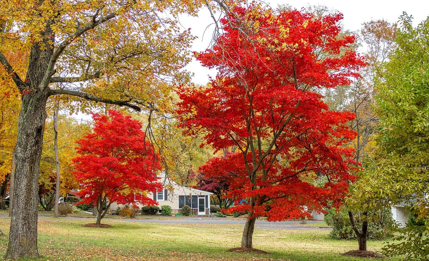Two red shade trees in a yard