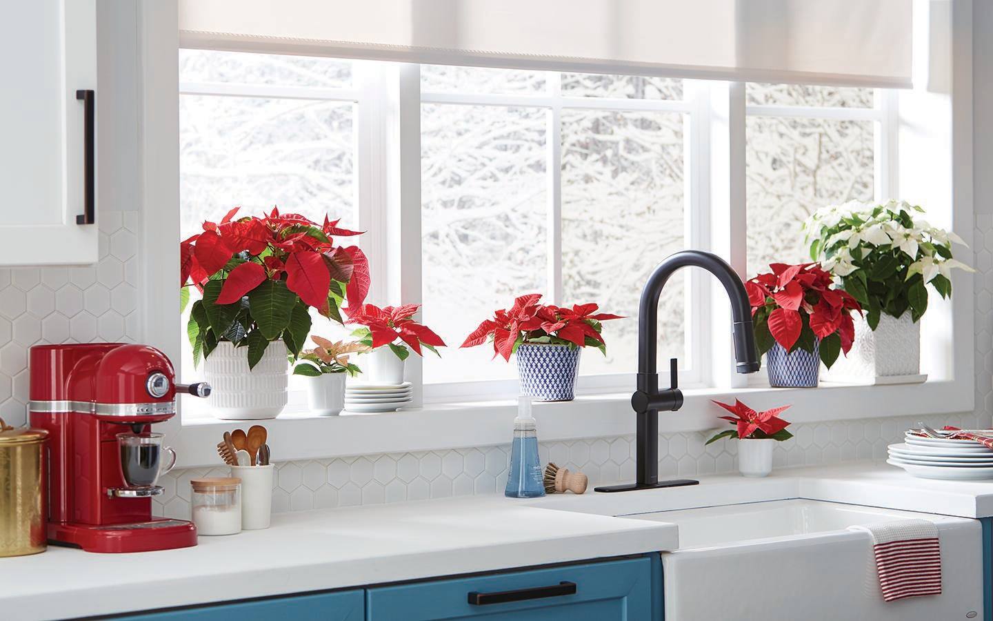 Red and white poinsettias displayed in pots in a kitchen window above a sink Red and white poinsettias displayed in pots in a kitchen window above a sink