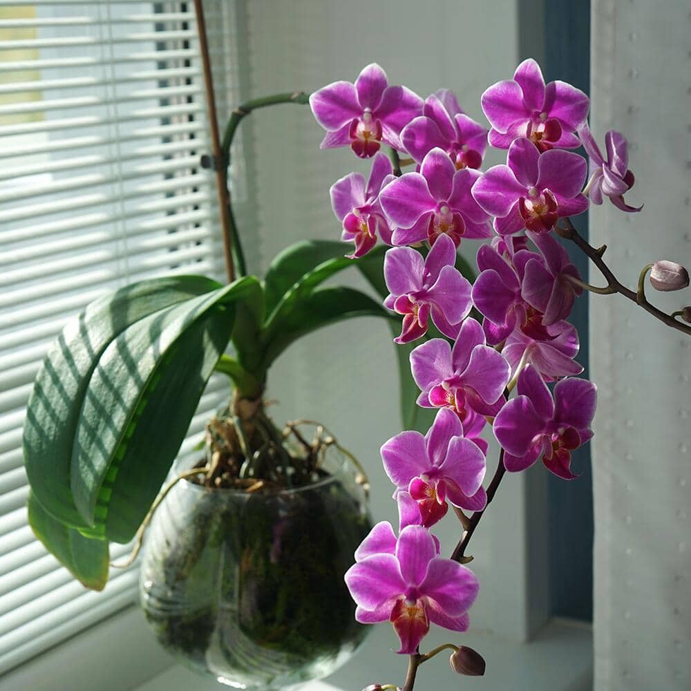 Pink orchids in a bright window