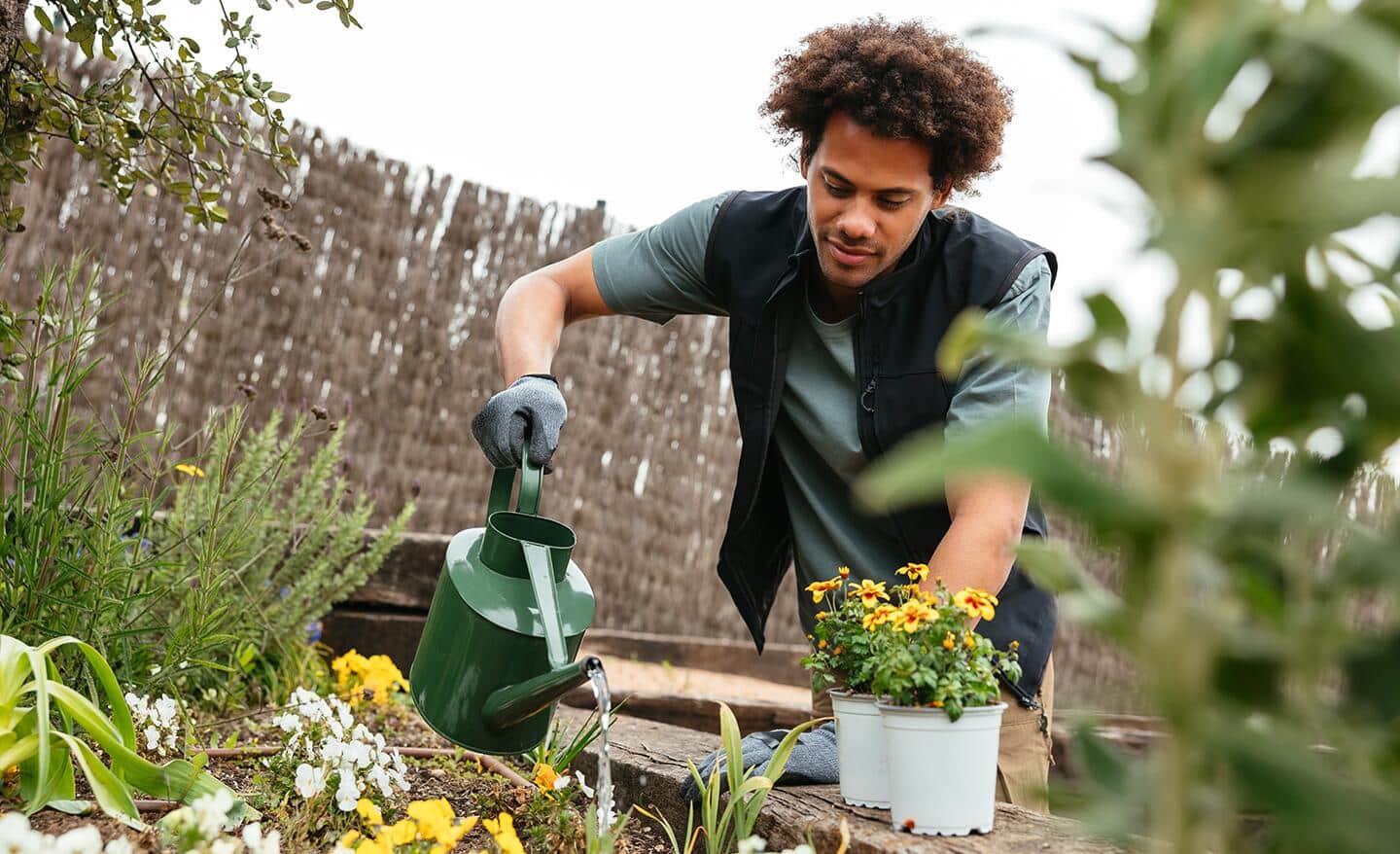 A man waters flower seedlings in a garden. A man waters flower seedlings in a garden.