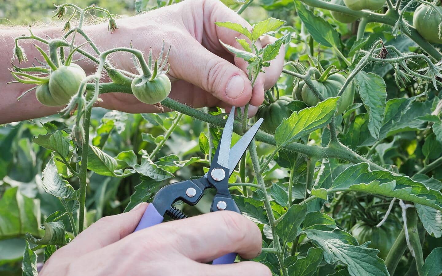 Gardener snipping leaves on a tomato plant in a vegetable garden