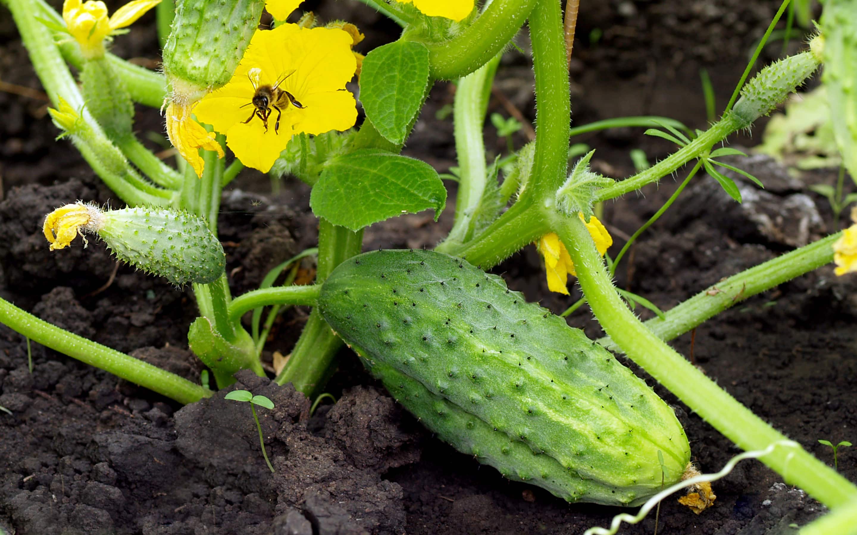 Ripe cucumbers on the vine