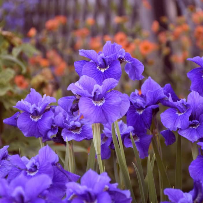 Iris