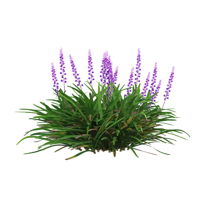 Ground Cover
