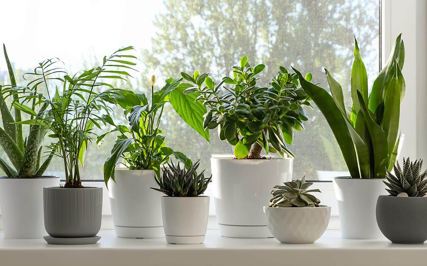 Jade Plant Care - The Home Depot
