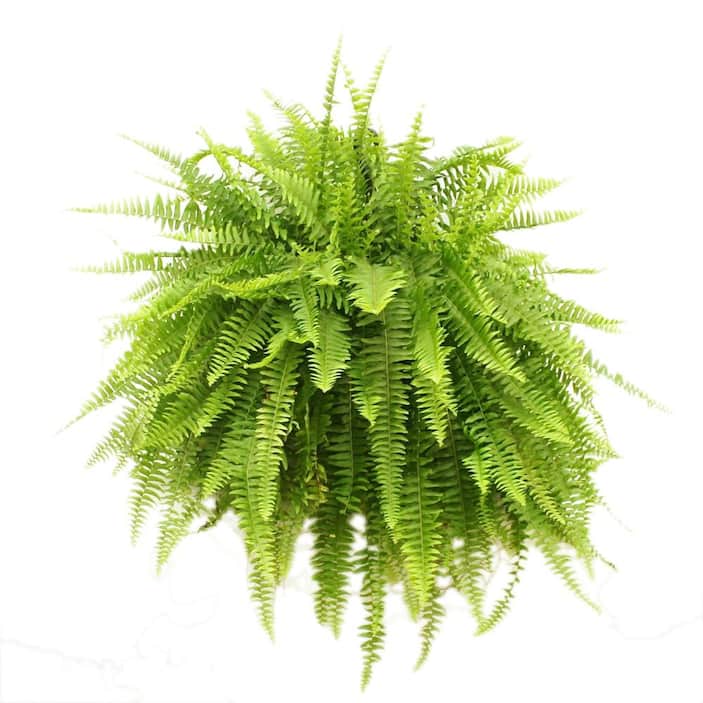 Fern Plants