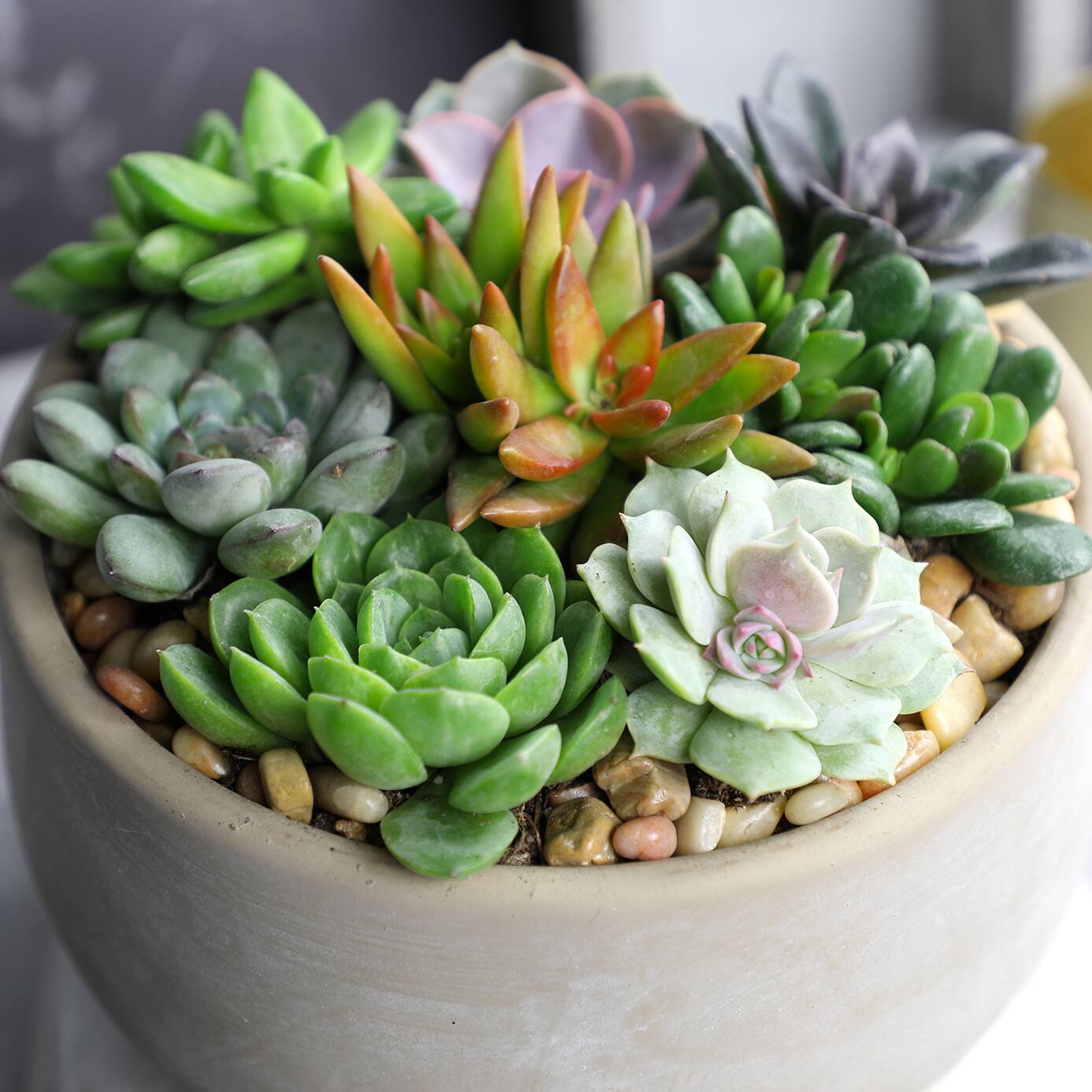 Image for Shop All Succulents