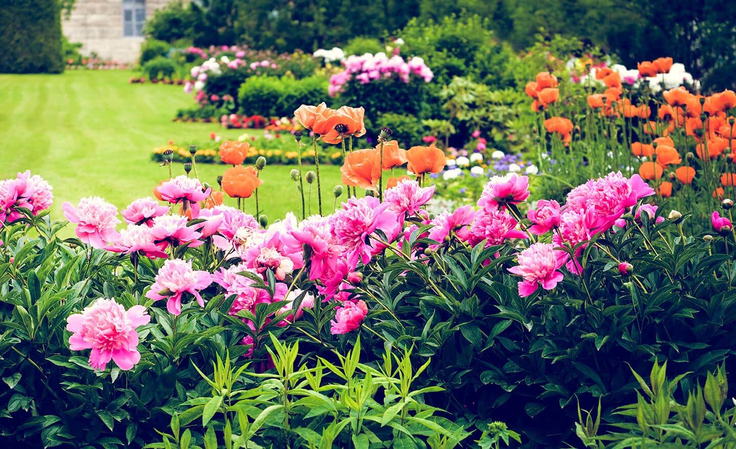 Peonies and poppies in a garden border Peonies and poppies in a garden border