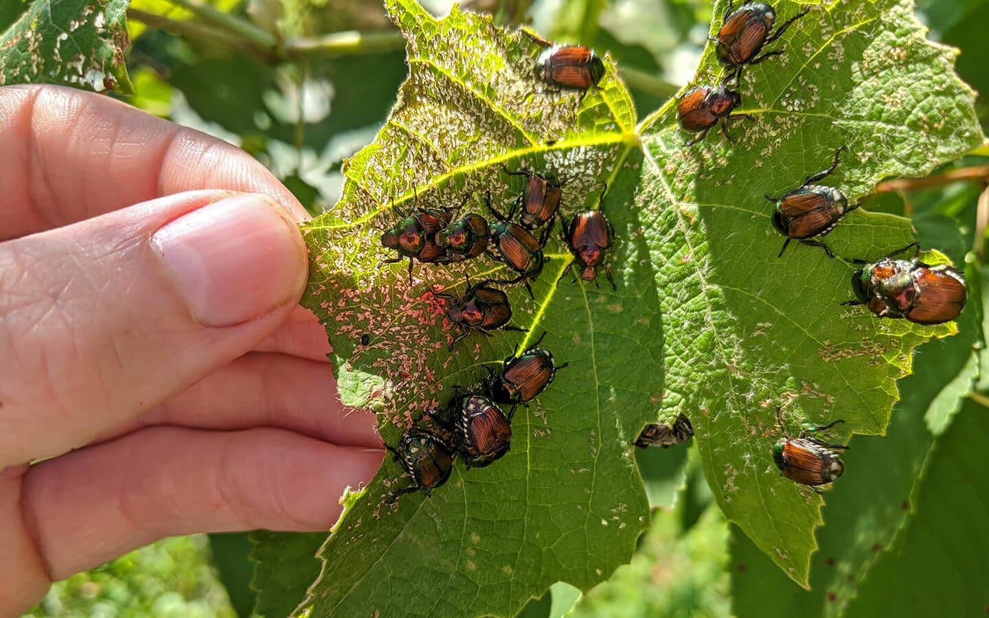A gardener discovering beetles damaging a plant leaf.