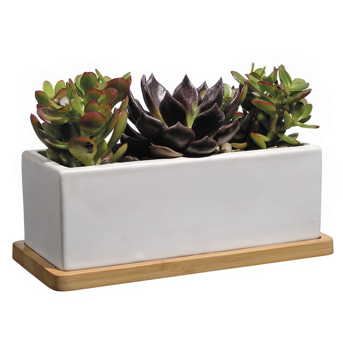 Succulent Planters