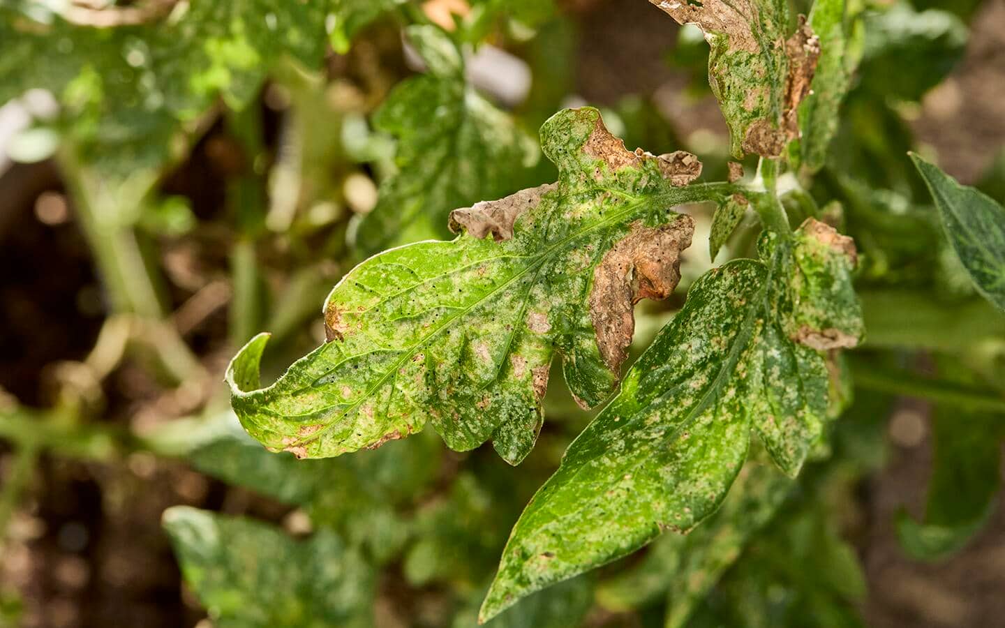 A seedling leaf showing signs of disease 