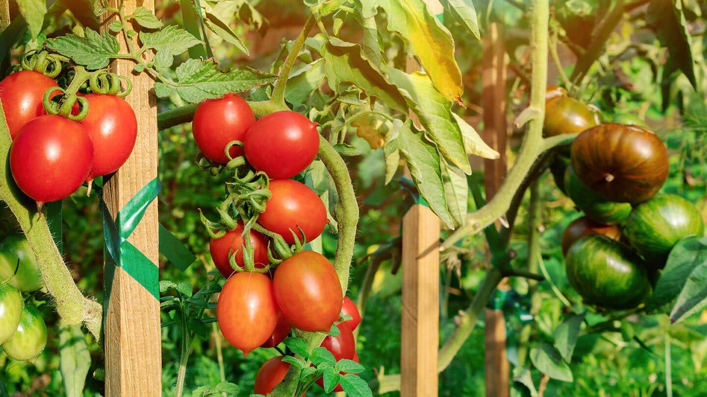 Various types of red tomatoes on staked plants. Various types of red tomatoes on staked plants.