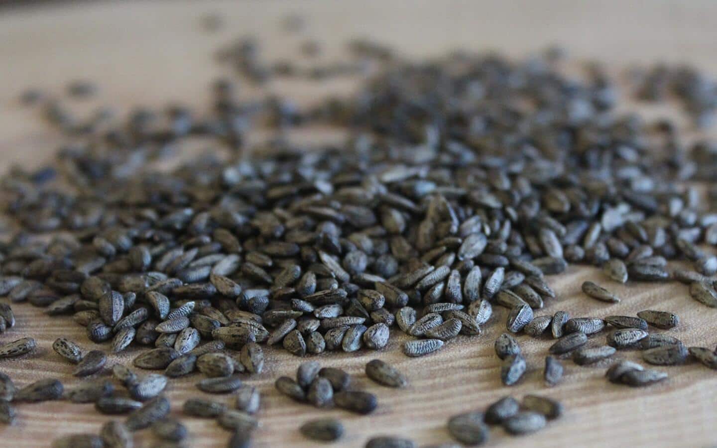 A pile of nyjer thistle seeds on fabric.