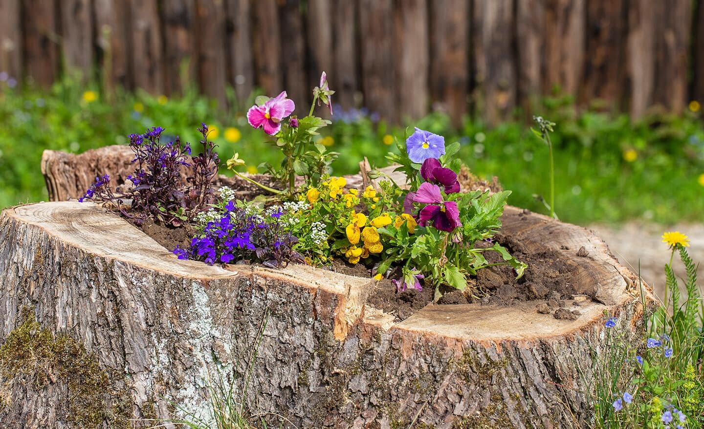 A old stump becomes a planter for flowers.