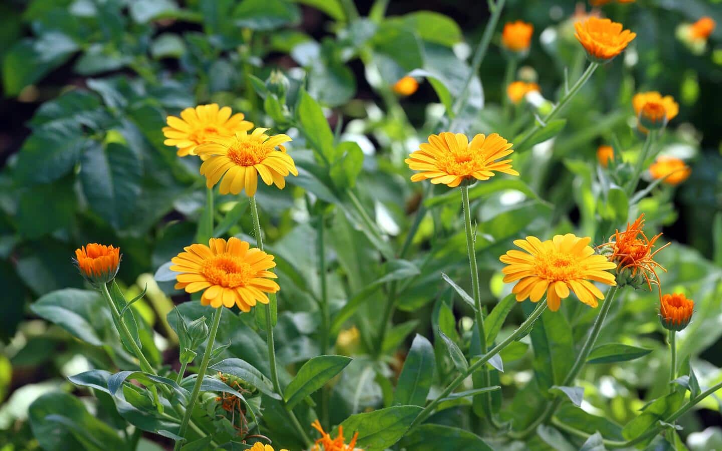 Daisies growing in a wildflower garden.