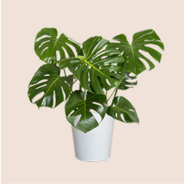 Indoor Plants