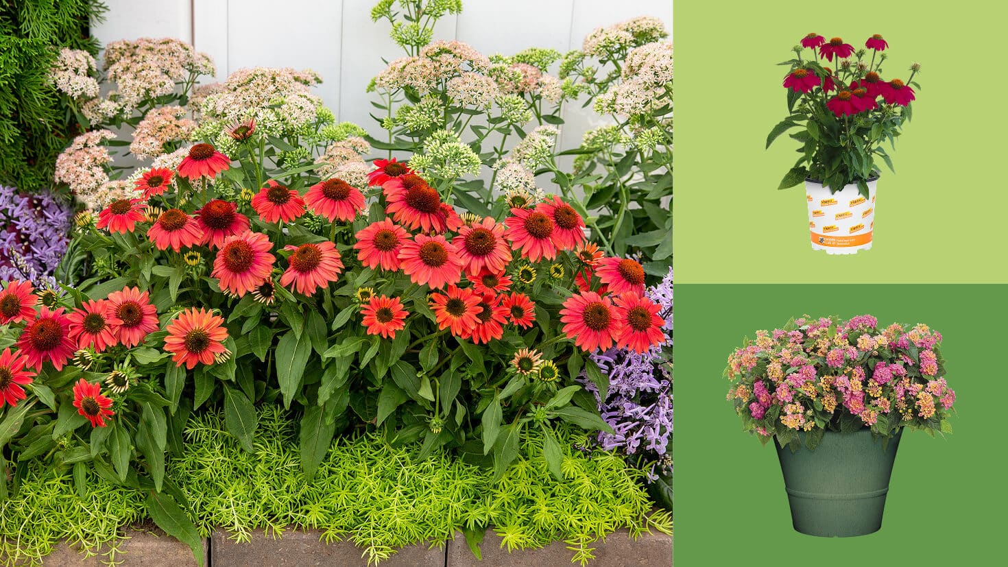 Perennials - The Home Depot