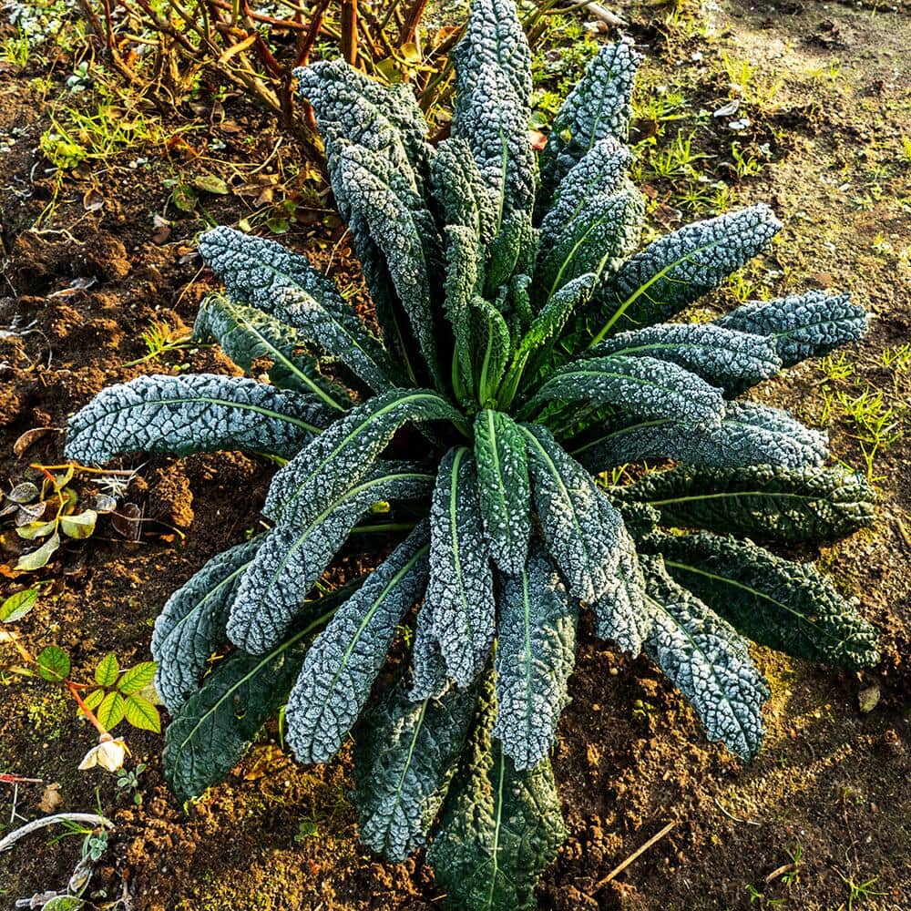 Kale plant in a garden