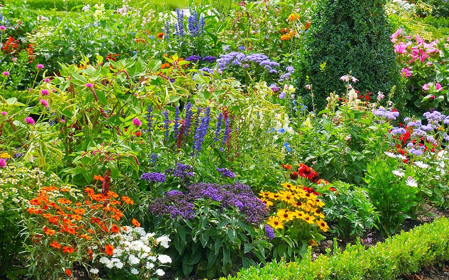 A summery perennial garden with a mix of colorful plants A summery perennial garden with a mix of colorful plants