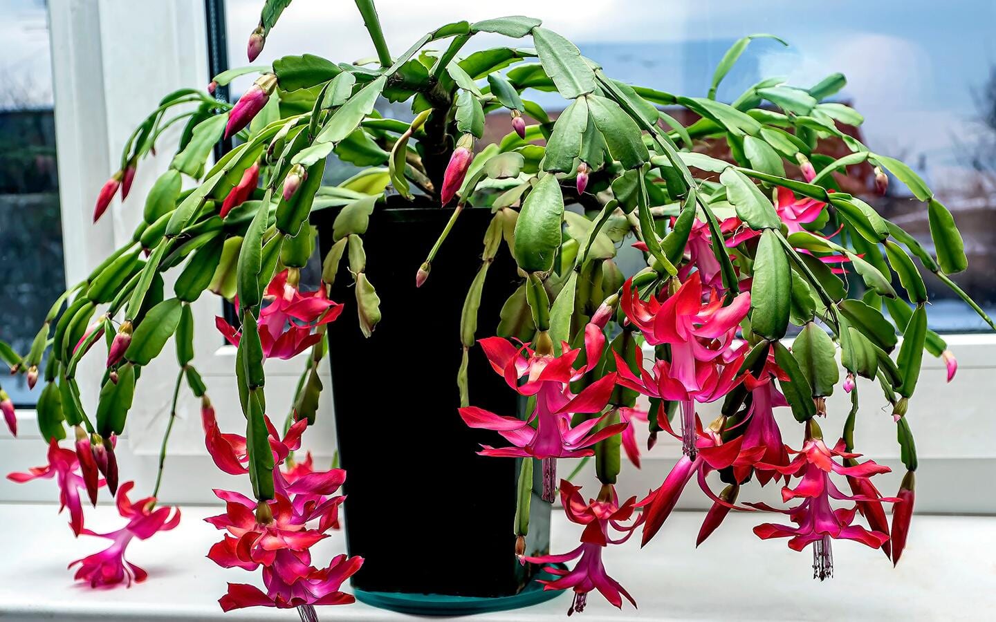 Christmas cactus in bloom Christmas cactus in bloom