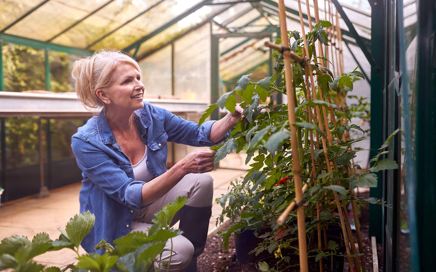 A gardener places a vine on a trellis in a greenhouse