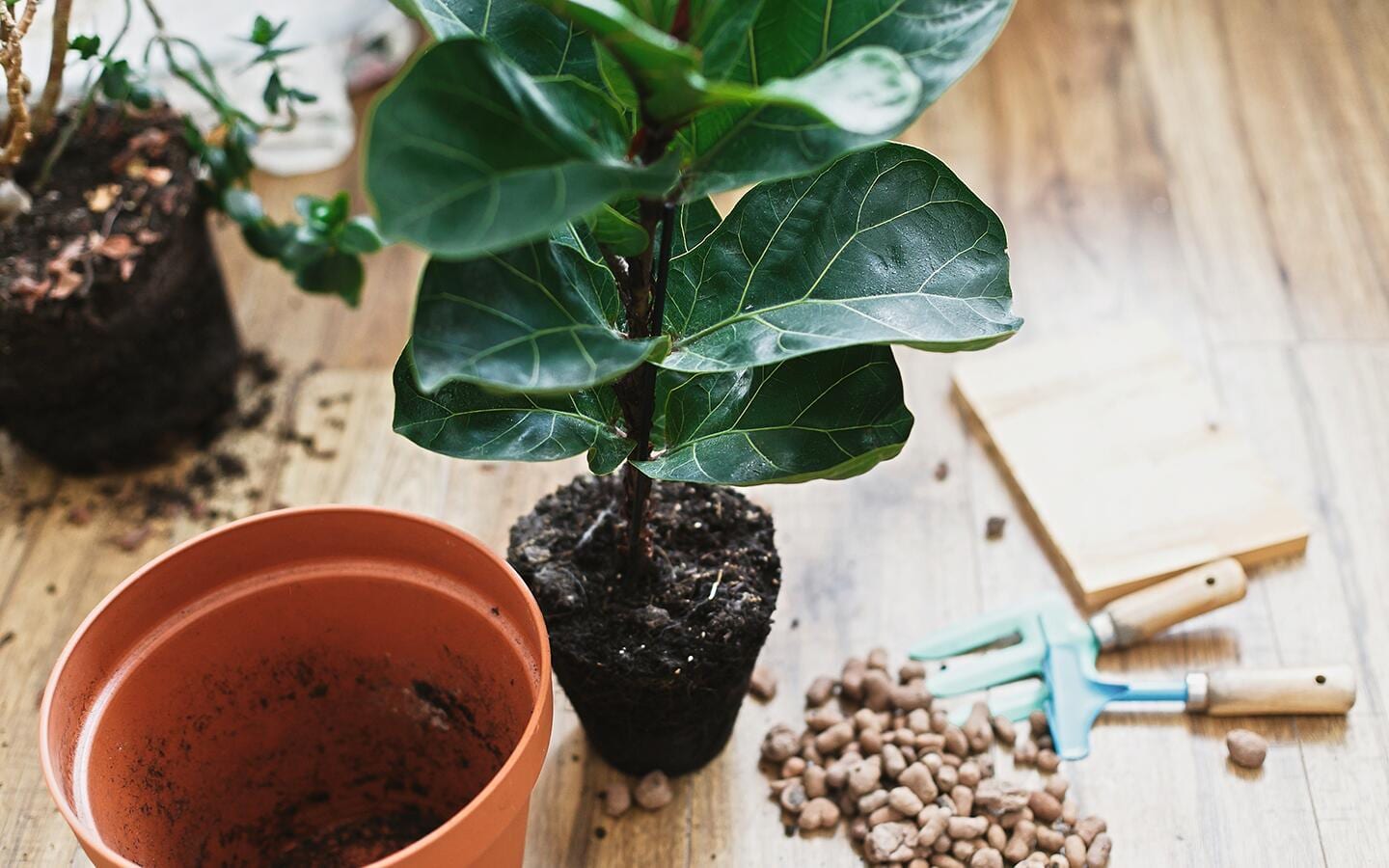 A fiddle-leaf fig plant outside of its pot.