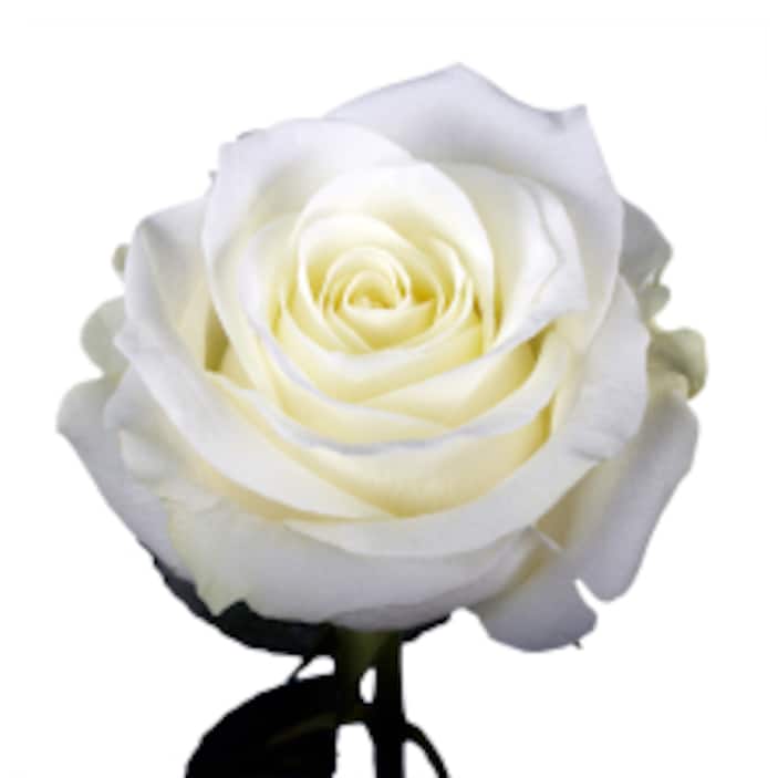 White Roses