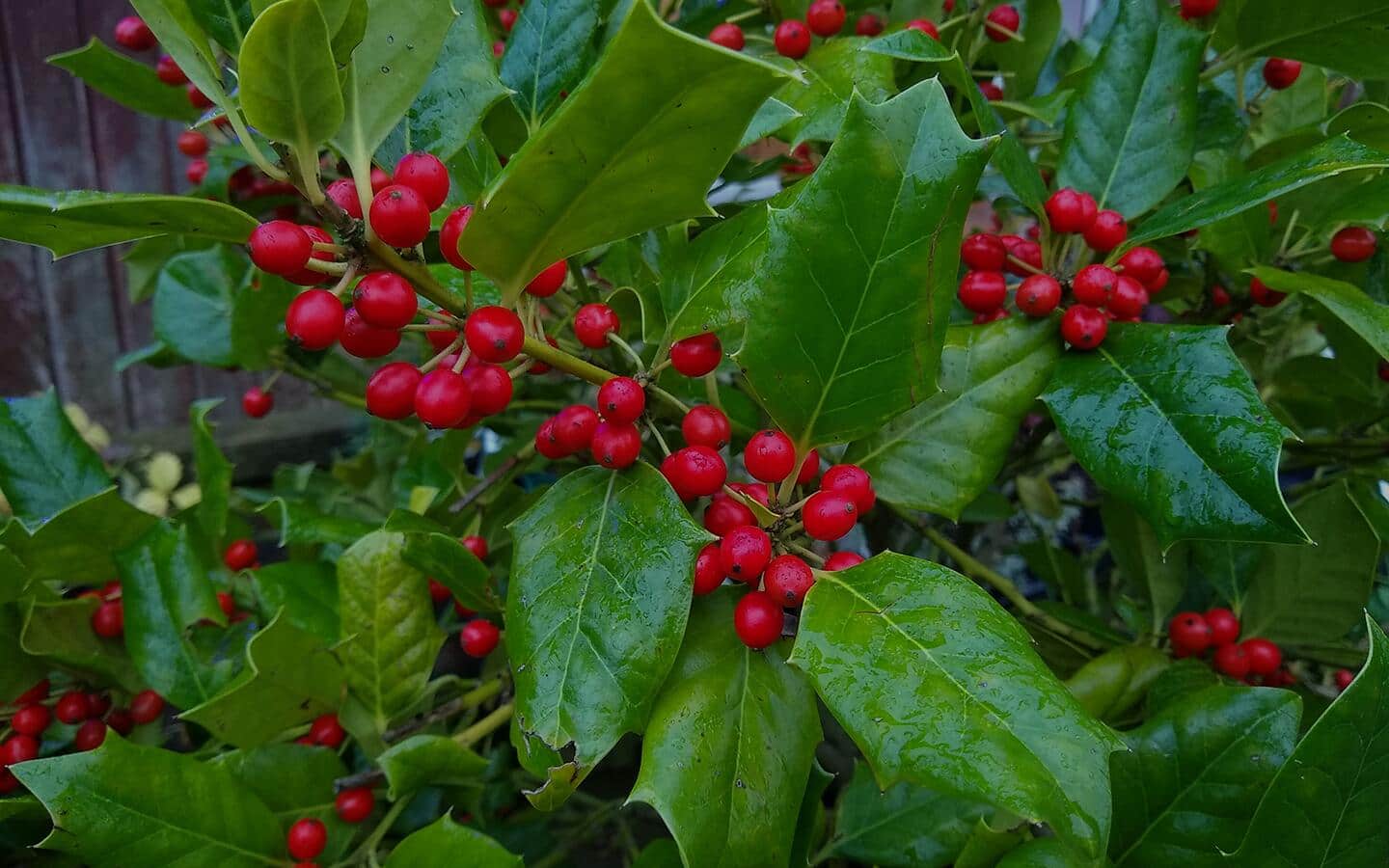 Bunches of red berries on green holly leaves.