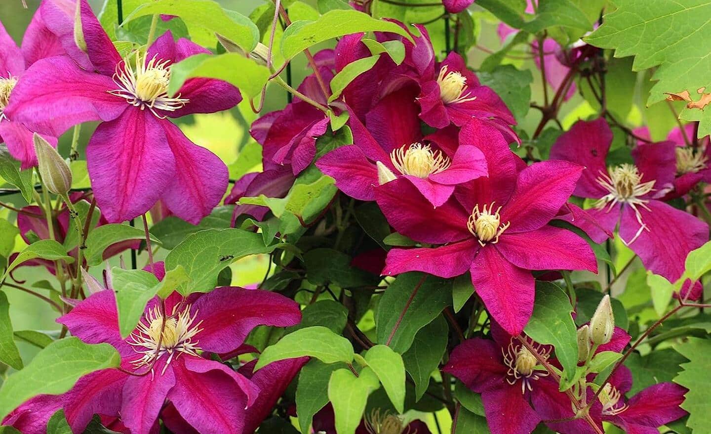Clematis flowers on a vine growing in a garden