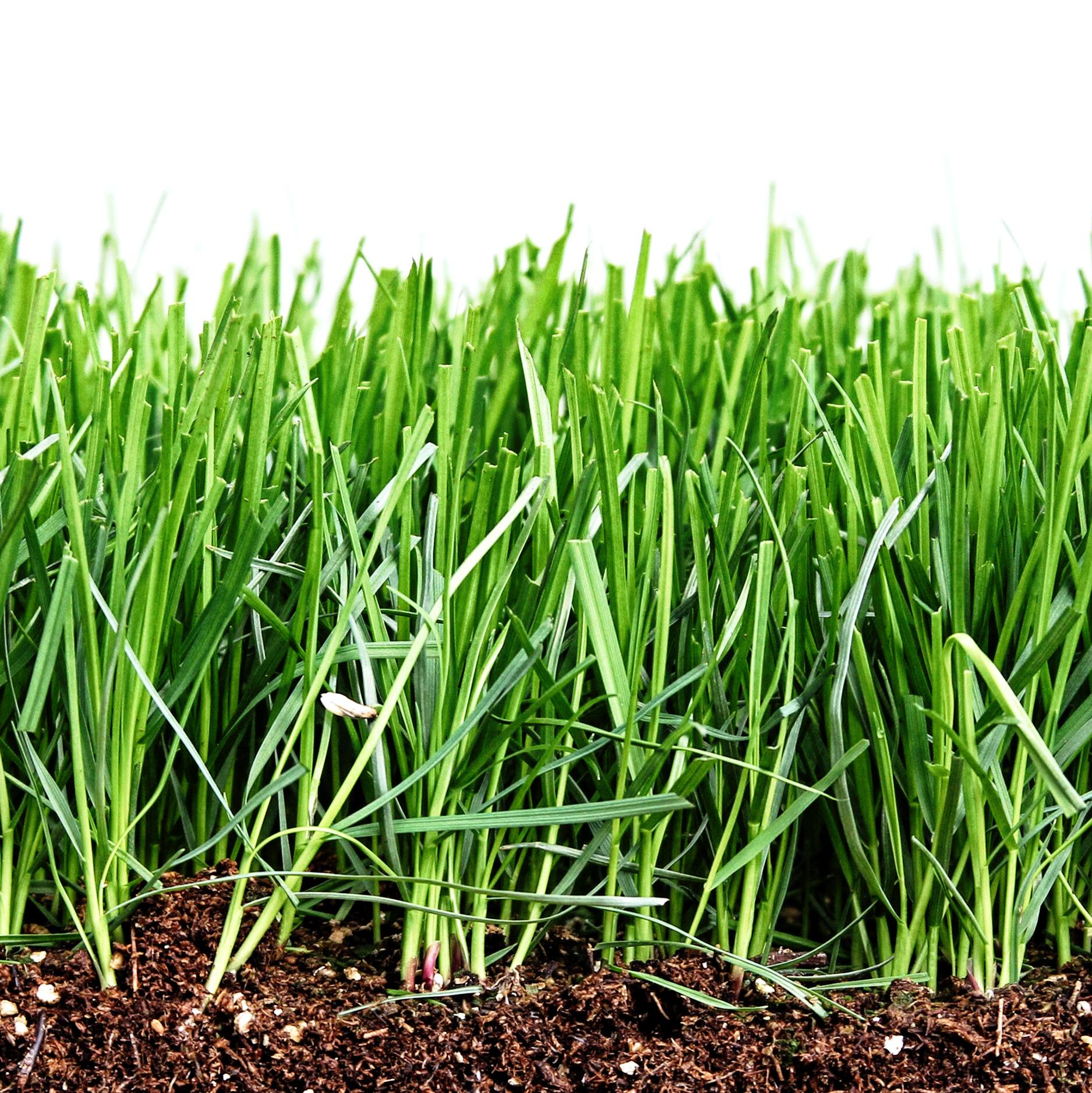 Rye