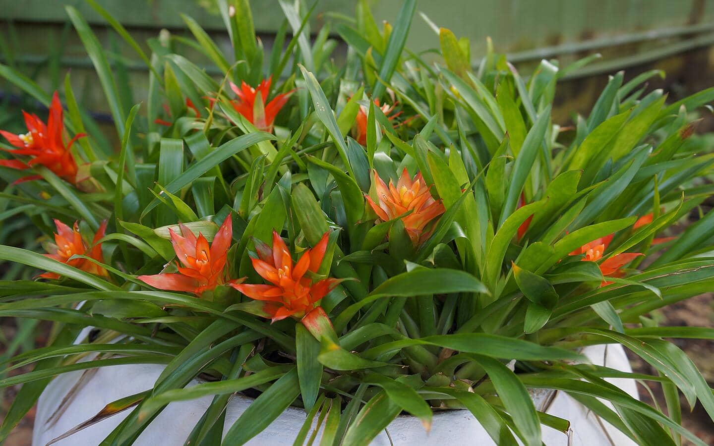 Red bromeliad blooms in a white planter Red bromeliad blooms in a white planter