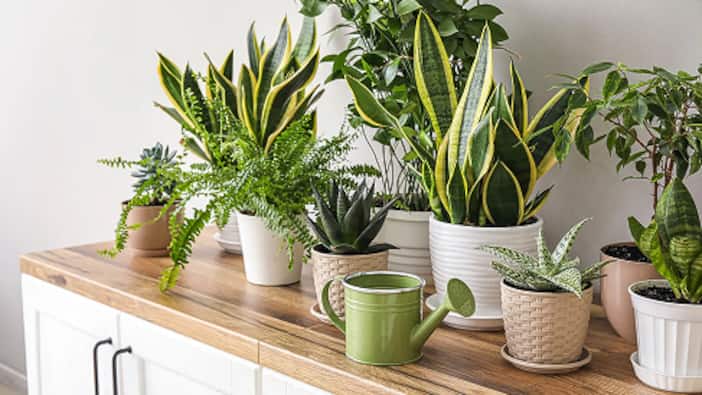 Indoor plants of various types stand on a table.