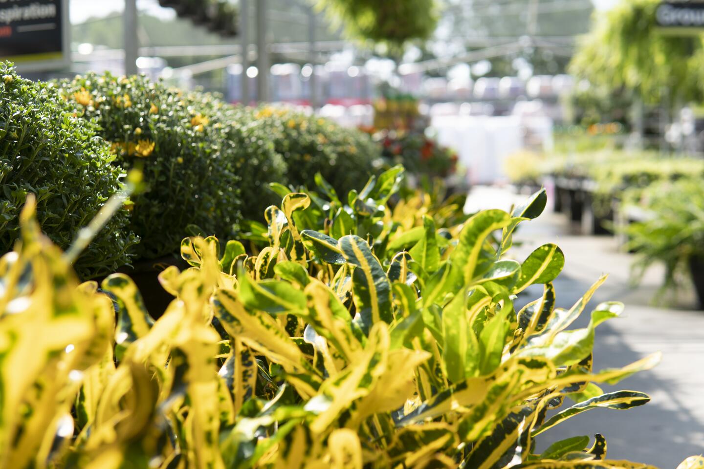 Yard Care La Puente, CA