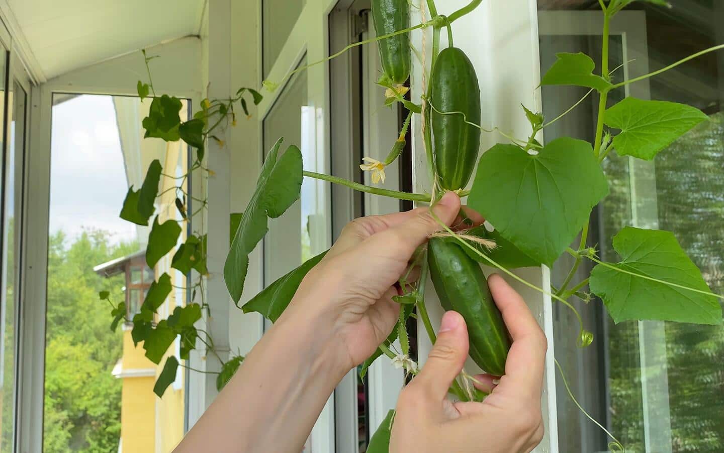 A person picking cucumbers from a vine A person picking cucumbers from a vine