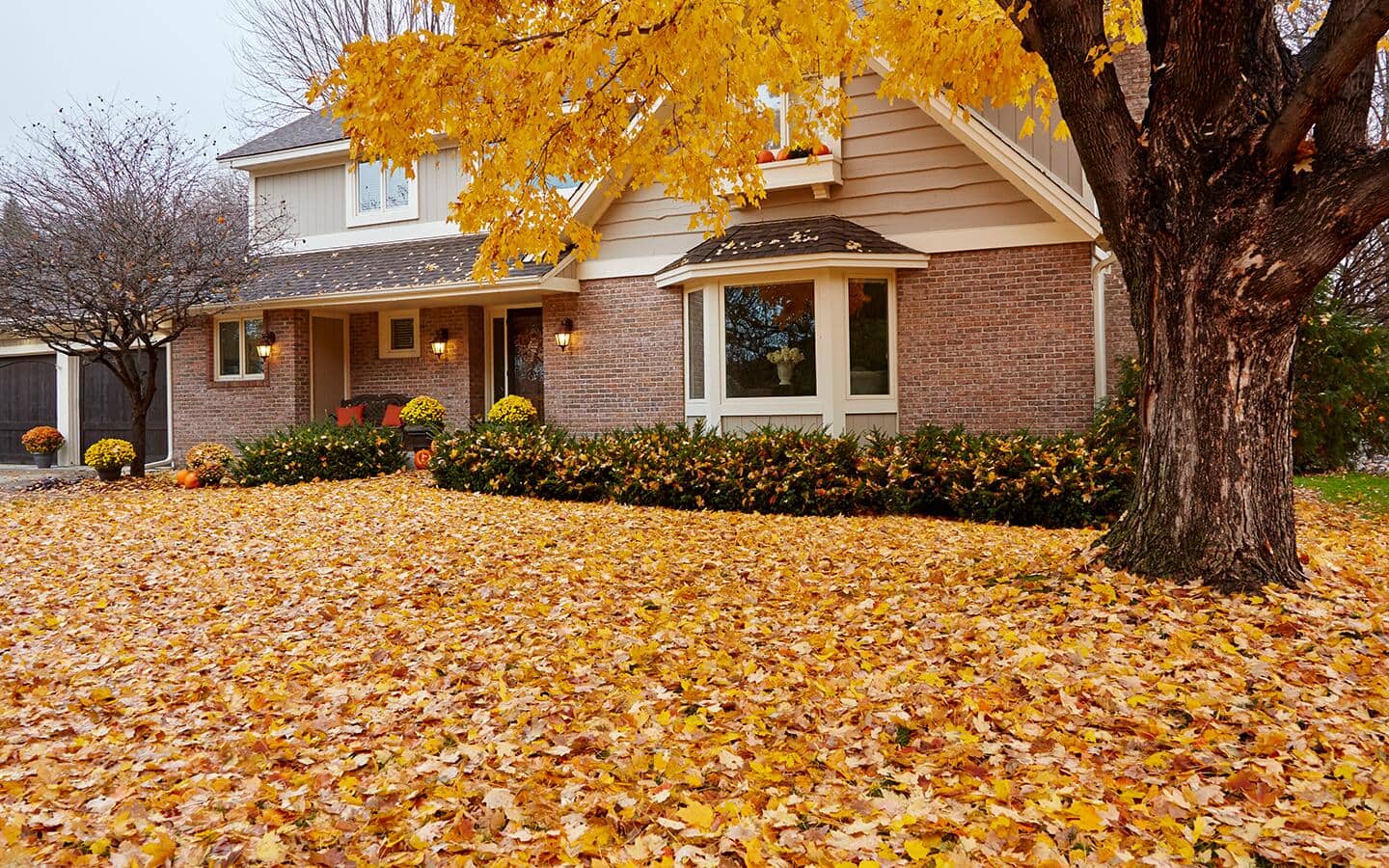 A house surrounded by a lawn covered in fallen golden leaves