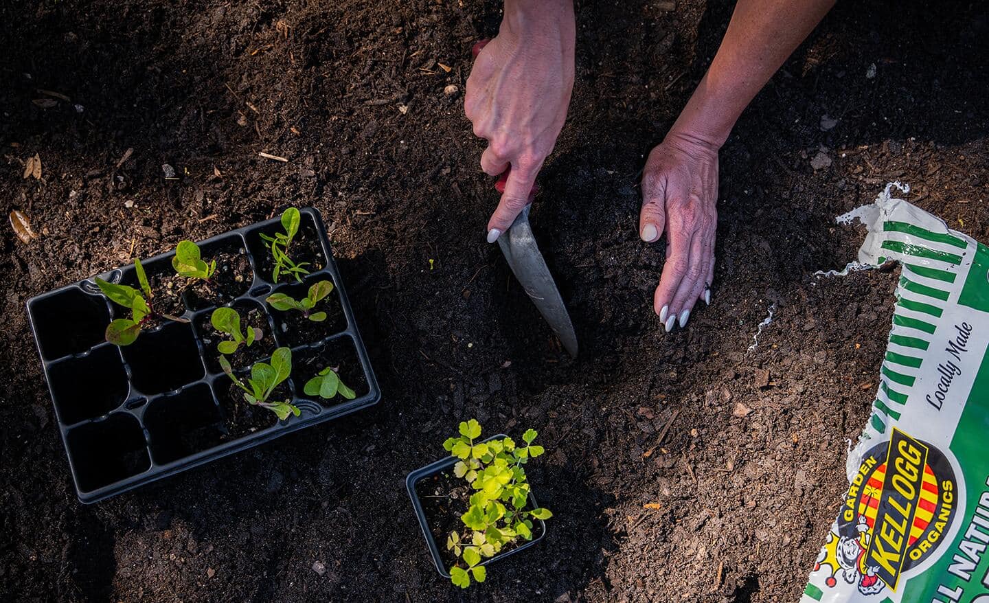 Gardener amends soil before planting