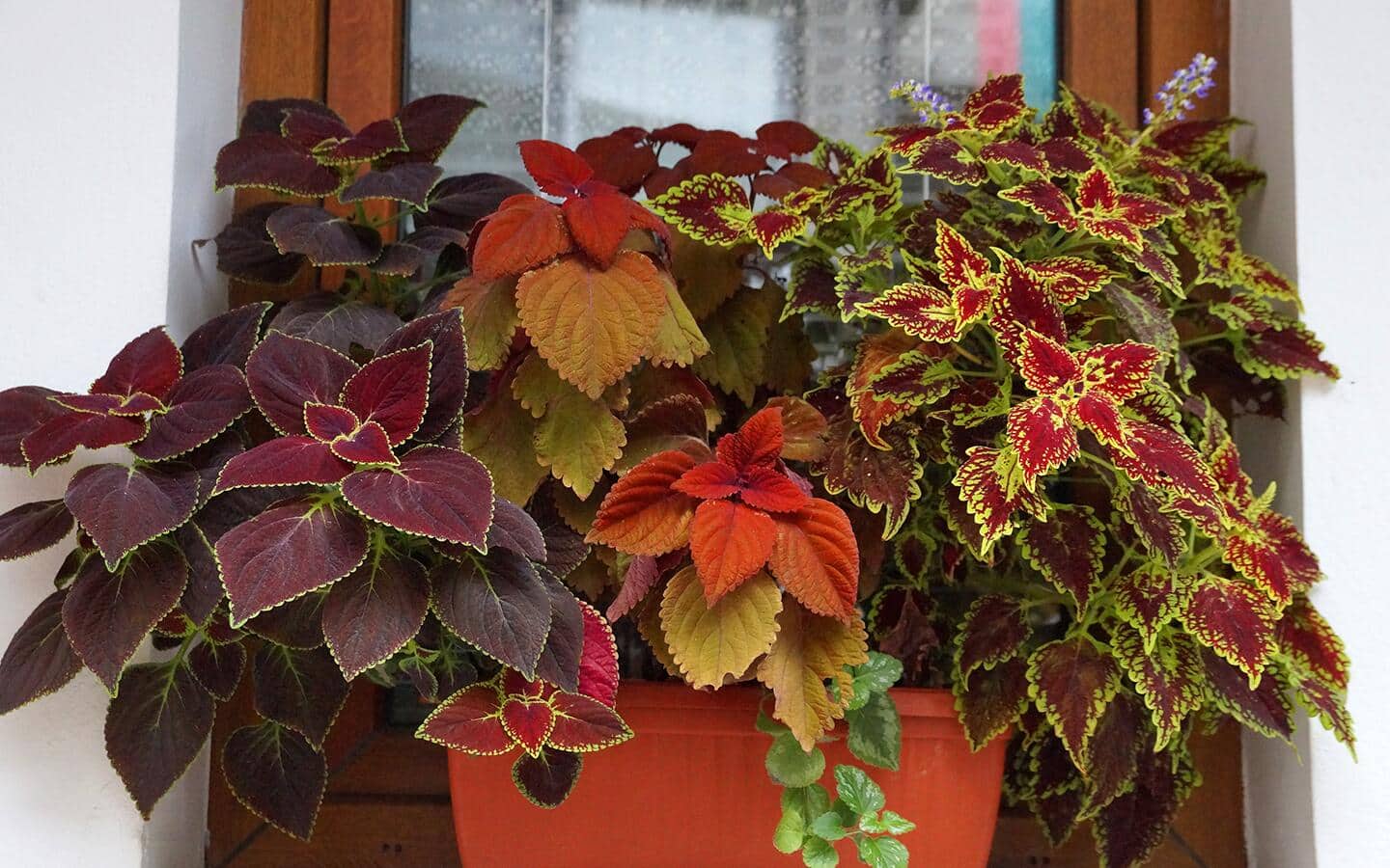 A planter with three types of coleus in shades of burgundy, red and green A planter with three types of coleus in shades of burgundy, red and green