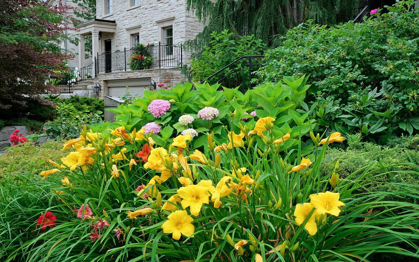 Colorful daylilies in a garden. Colorful daylilies in a garden.
