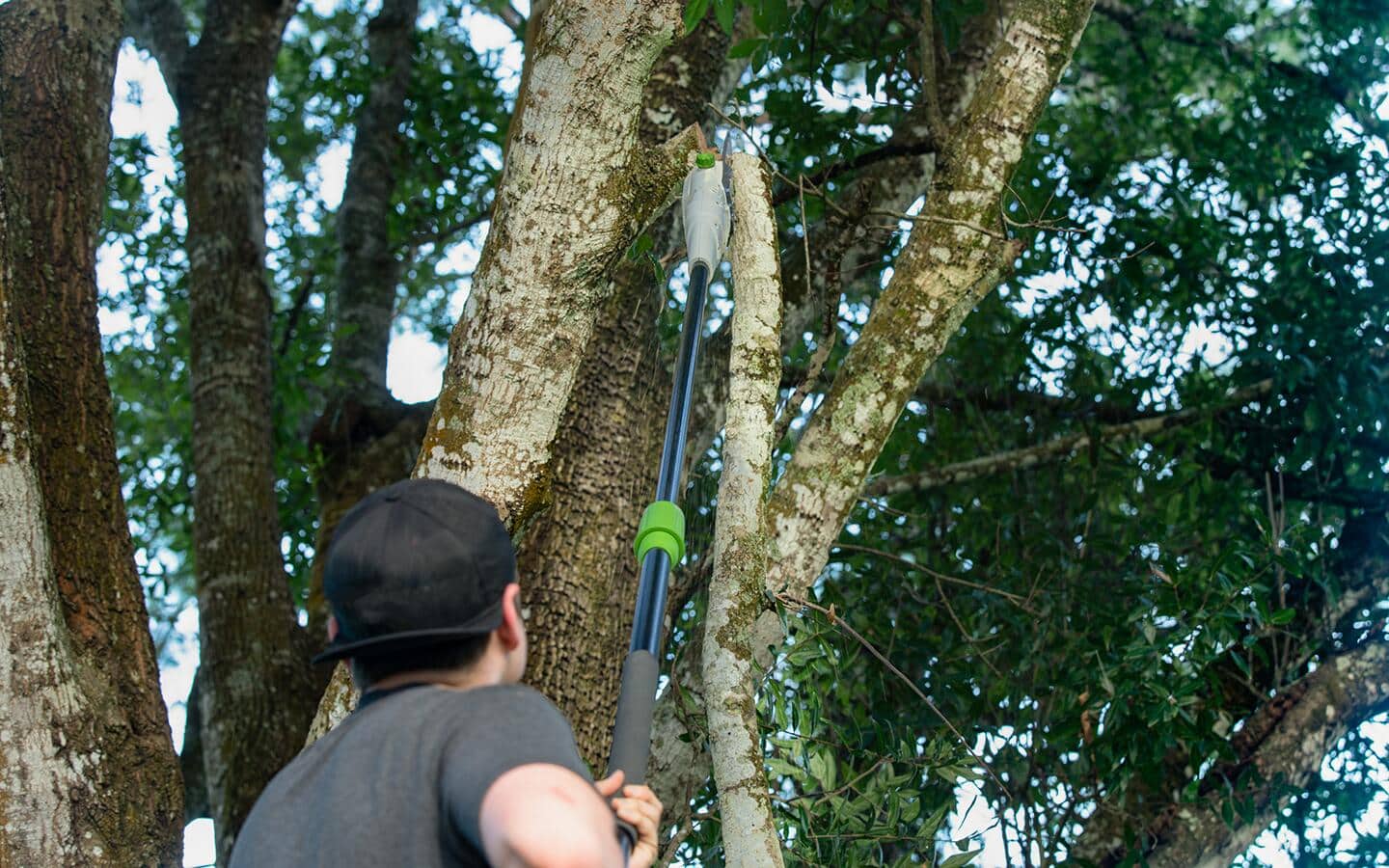 An electric pole saw is being used to cut tree branches.